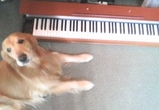 densipianogrand