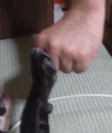 バディ