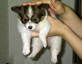 dog1
