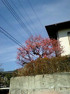 近所に咲いていた梅です