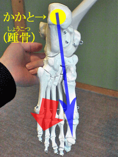 足裏(矢印).gif