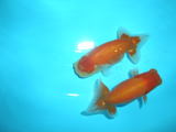 初秋大会参戦魚