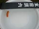 東前頭6