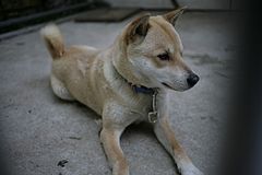 咬傷犬日記 ９