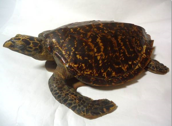 長崎ウミガメ1