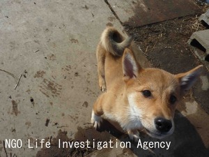 ふく