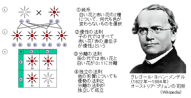 Mendelian_inheritance_3:1