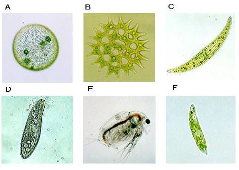 池や水田 沼に棲む美しい 微小生物 を観察しよう わいわい 情報局