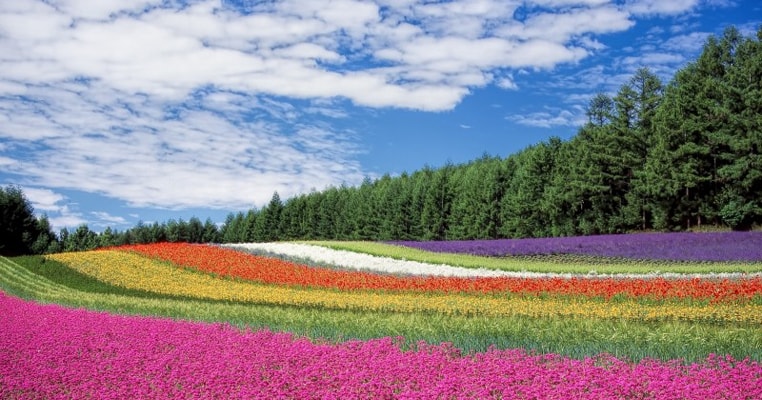 私の頭の中はお花畑!