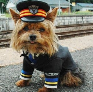 dog_1
