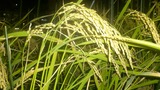 20120926_saien003