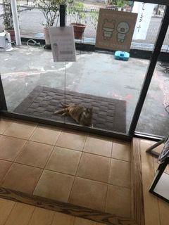 猫ちゃん