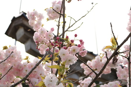 ¤«¤«¤·¥í¡¼¥É¡¡É¹¸«»Ô¡¡ÌøÅÄ¡¡¥«¥«¥· (12)