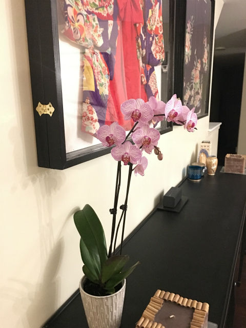 orchid