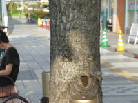 セミエル