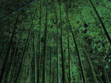 タケ
