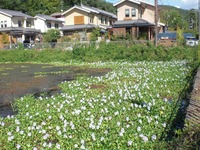 トンキー