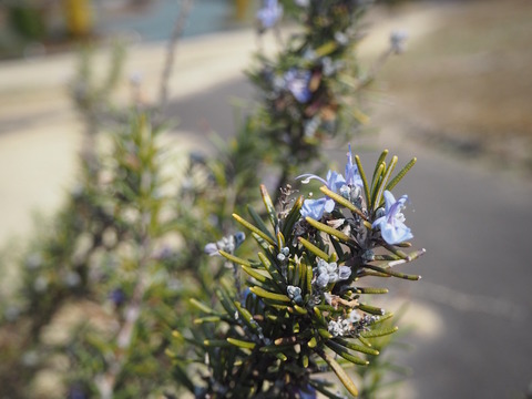 P3190035