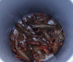 ガニ釣り4