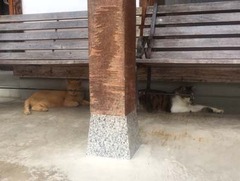 20170806(O 4)