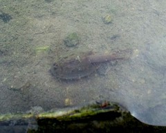 カブトエビ2
