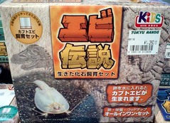 カブトエビ1
