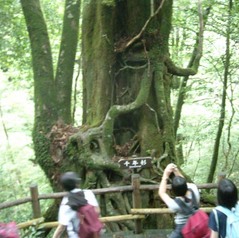 屋久島観光6