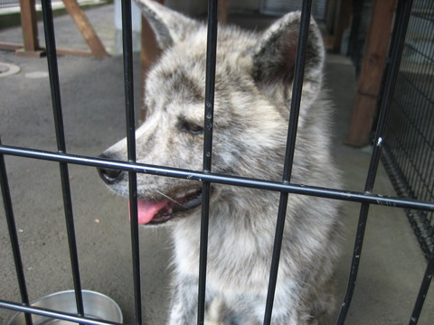 akitainu