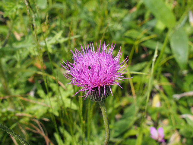 P7200528