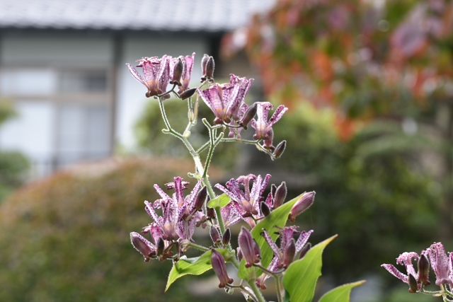 DSC_8713
