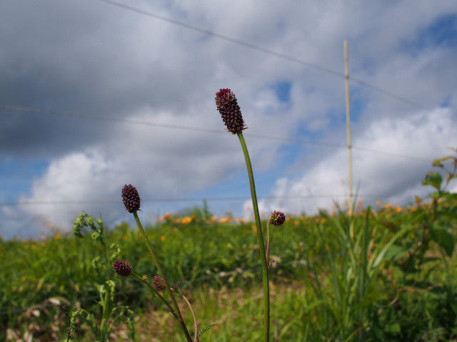 P7200533