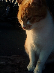 榎本牧場の猫