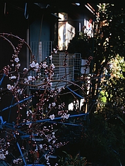 tn_Image10