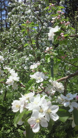 りんごの花盛り