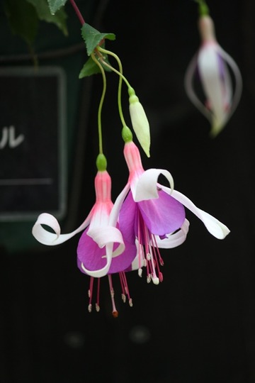 H30-8-20 ©¥·¥ã¥¤¥ó¥«¡¼¥ë