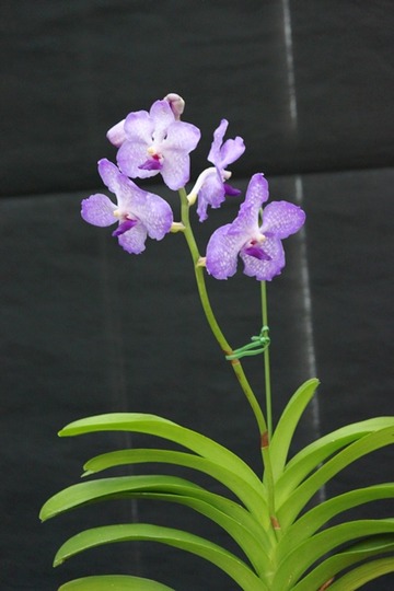 H30-11-7 §¥µ¥ó¥µ¥¤¥Ö¥ë¡¼ ¥è¡¼¥³