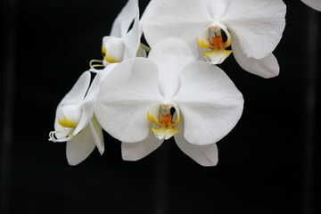 H30-11-7 ¦¥½¥´¡¼¥æ¥¥Ç¥¢¥óV£³