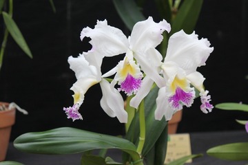 H30-11-6 §¥ë¥Ç¥Þ¥Ë¥¢¥Ê ¥¨¥ó¥¸¥§¥ë¥Õ¥©¡¼¥ë¥º