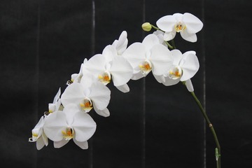 H30-11-7 ¥¥½¥´¡¼¥æ¥¥Ç¥¢¥óV£³