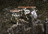 カーツ軍団