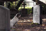 number23dog.jpg