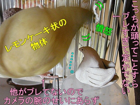 DSC06443-1