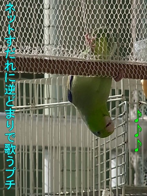 RIMG0017-1