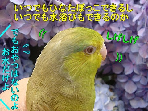 DSC06323-1