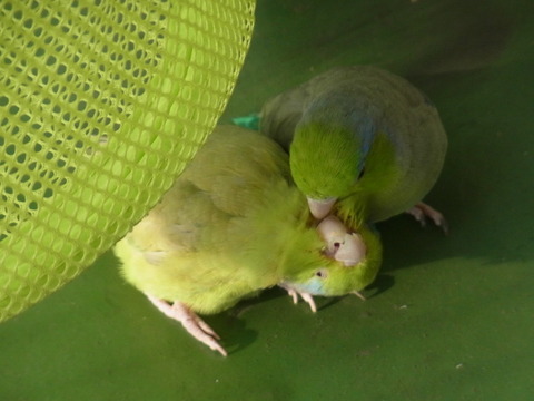 R0022447