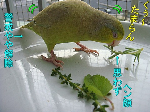 DSC06417-1
