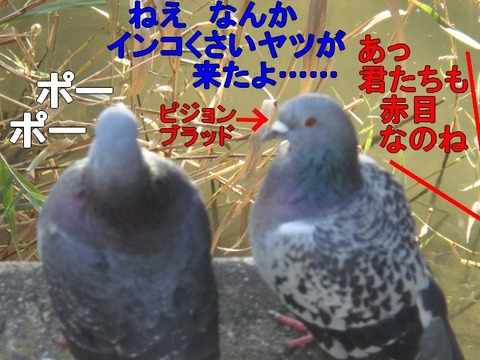 DSC05266-1