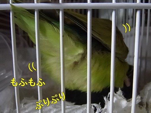 RIMG1317-1