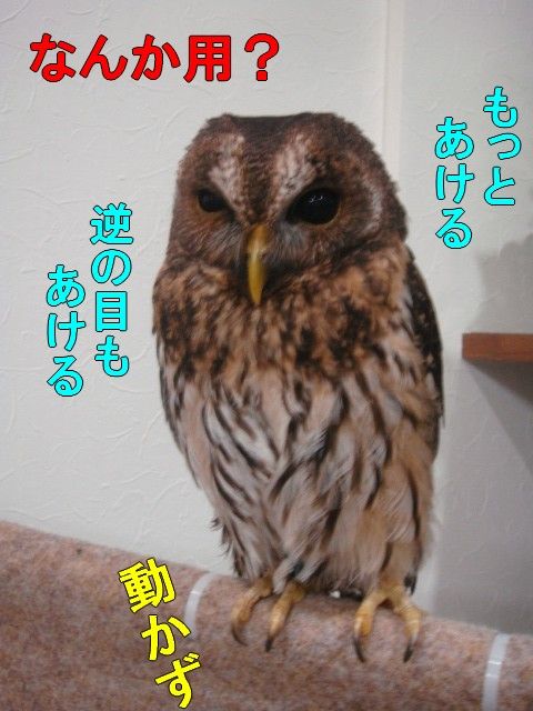 DSC05550-1
