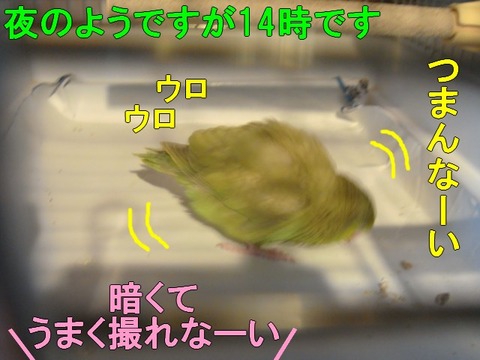 DSC05559-1